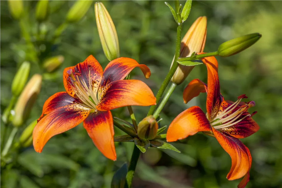 Lilium Asiatic, Asiatische Lilie - Gartenvergnuegen Lochte