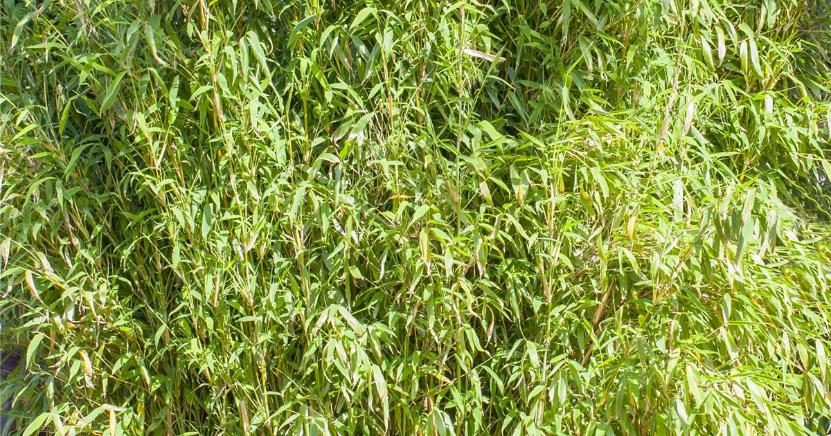 Fargesia murielae 'Standing Stone', Gartenbambus - Gartenvergnuegen Lochte