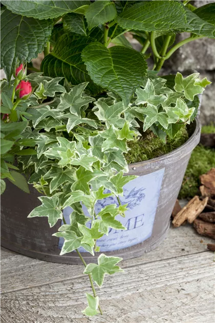 Hedera helix, grn-wei, Gemeiner Efeu - Gartenvergnuegen Lochte