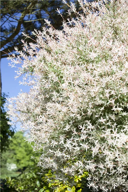 Salix integra 'Hakuro Nishiki', Harlekin-Weide 'Hakuro Nishiki' -  Gartenvergnuegen Lochte