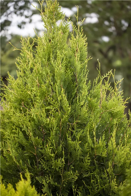 Thuja plicata, Riesen-Lebensbaum - Gartenvergnuegen Lochte