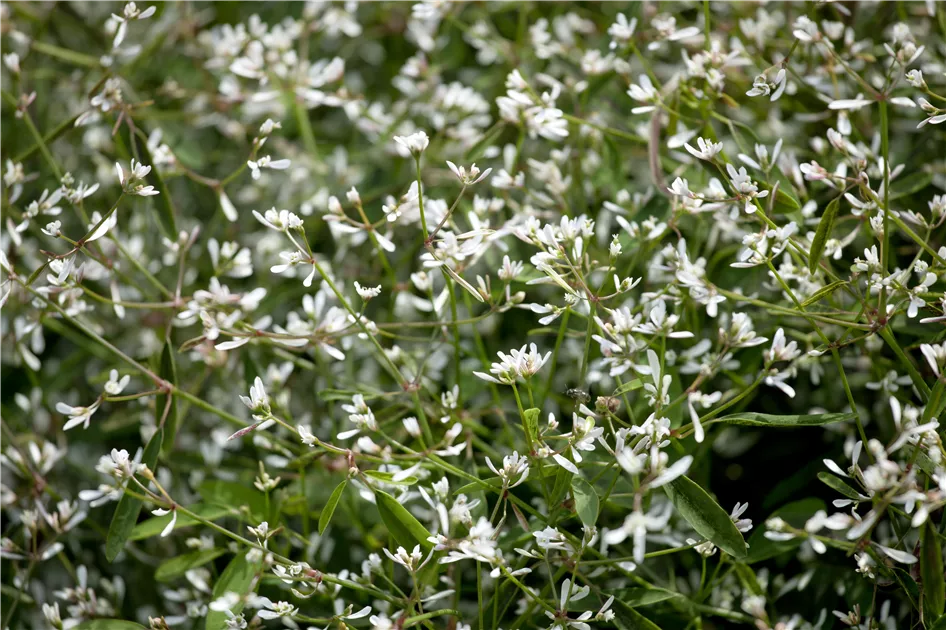 Euphorbia hypericifolia, Zauberschnee - Gartenvergnuegen Lochte