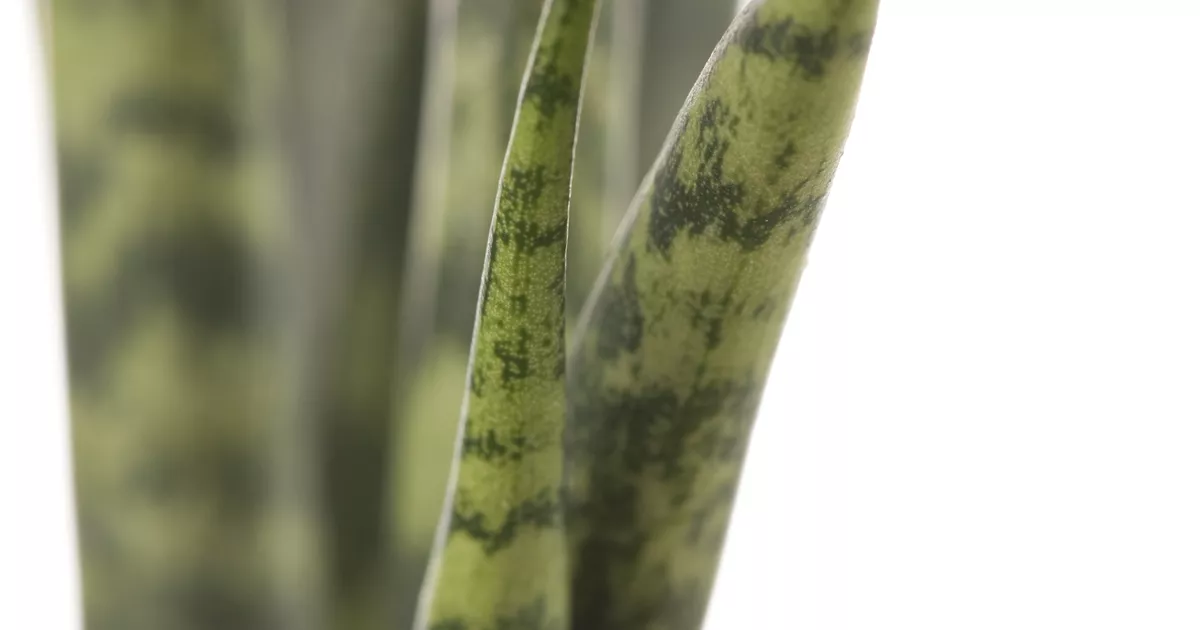 efeutute marble queen standort Efeutute Marble Queen Epipremnum Scindapsu Zimmerpflanze Ø15cm main image 0