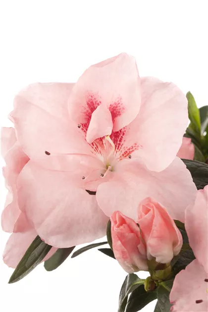 rhododendron kletterpflanze Rhododendron Roseum Elegans | 60-80 cm mit Wurzelballen main image 1