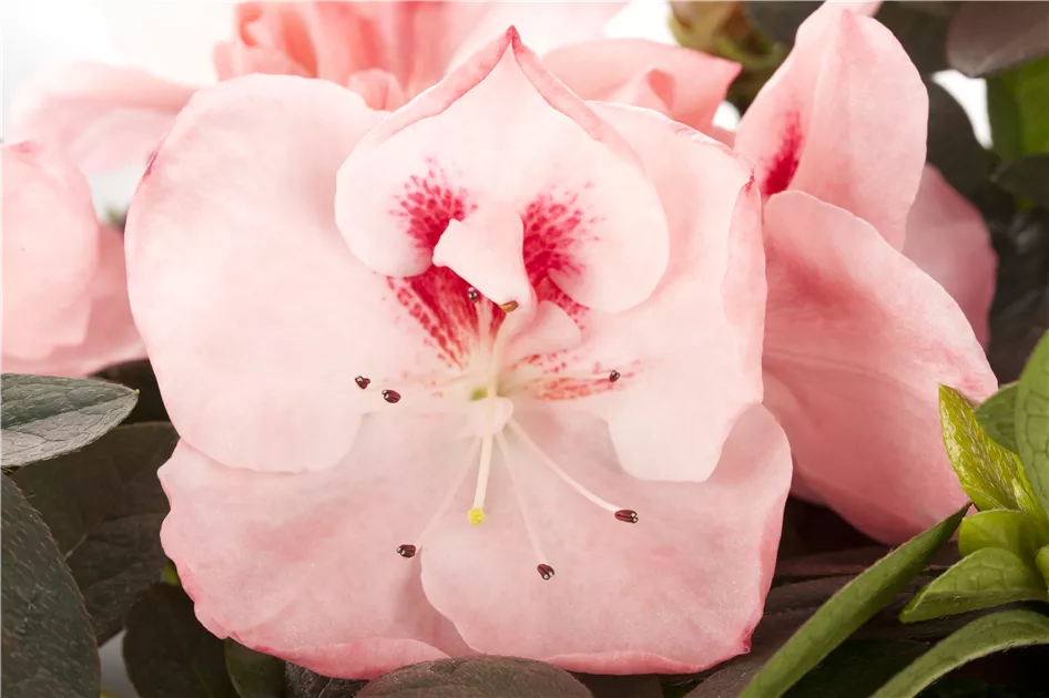 Rhododendron simsii, Indische Azalee - Gartenvergnuegen Lochte