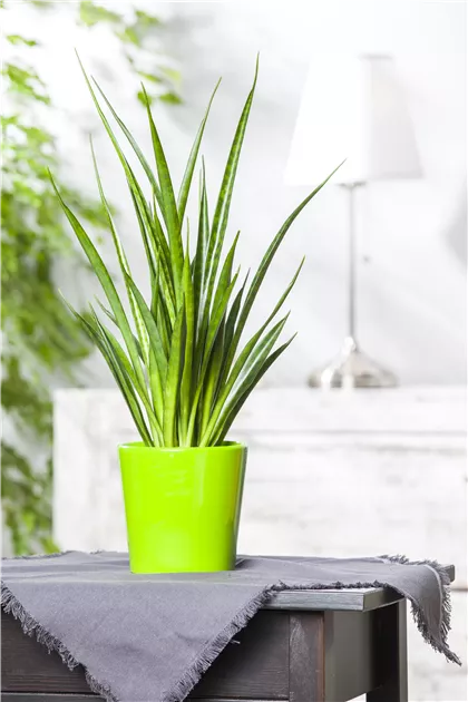 Sansevieria cylindrica, Bogenhanf - Gartenvergnuegen Lochte