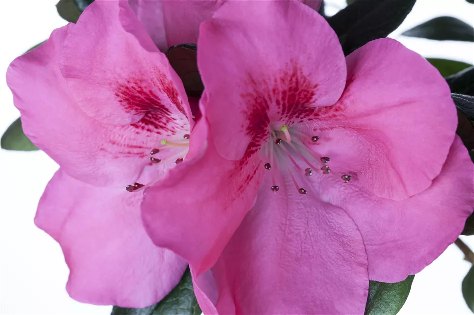 was passt zu rhododendron und hortensie Torffreie NeudoHum Rhododendron & Hortensien Erde – Für starke Blüten –  Neudorff Shop