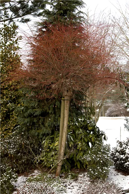 Salix integra 'Hakuro Nishiki', Harlekin-Weide 'Hakuro Nishiki' -  Gartenvergnuegen Lochte