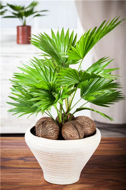 Livistona chinensis, Chinesische Livingstonpalme - Gartenvergnuegen Lochte