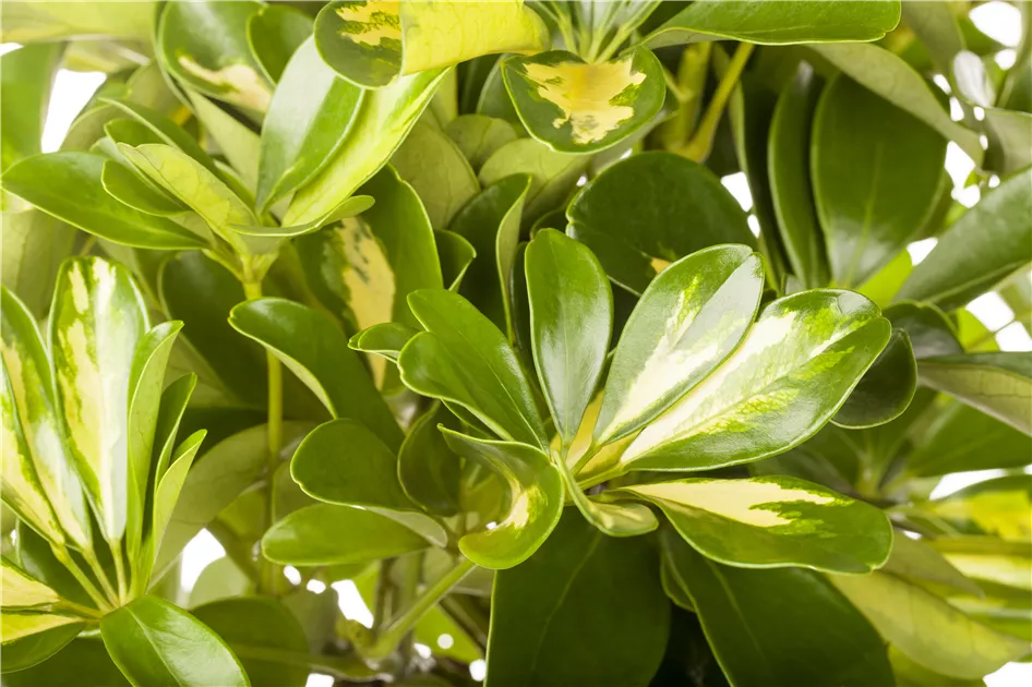 efeutute. Efeutute 'Golden Pothos' online kaufen main image 1