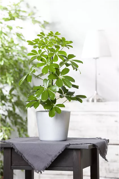 calathea schattenpflanze Calathea Ornata – Exotische und lebendige Zimmerpflanze main image 0
