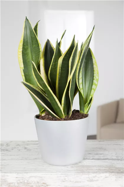 Sansevieria trifasciata, Bogenhanf - Gartenvergnuegen Lochte
