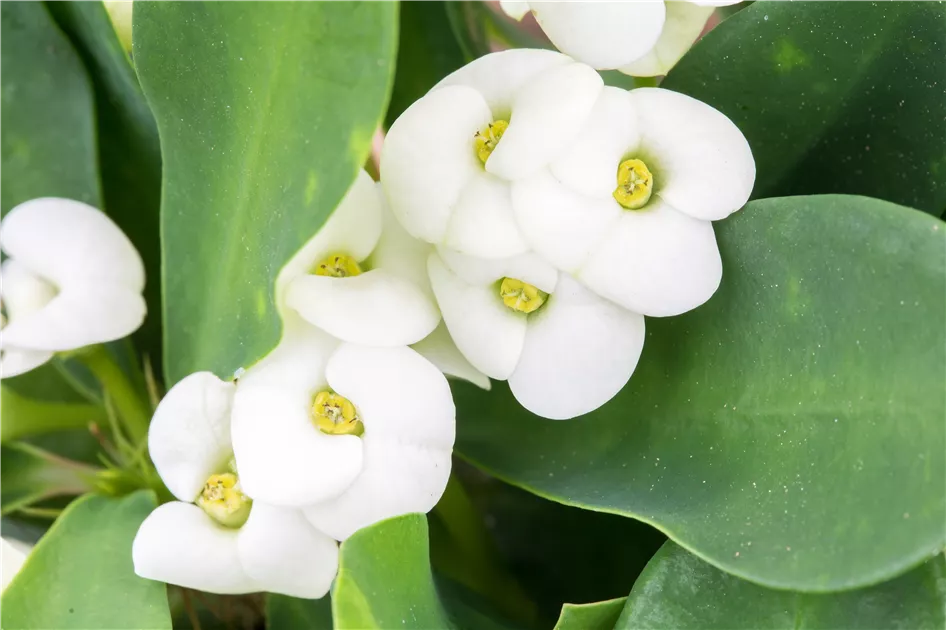 Euphorbia milii, Christusdorn - Gartenvergnuegen Lochte