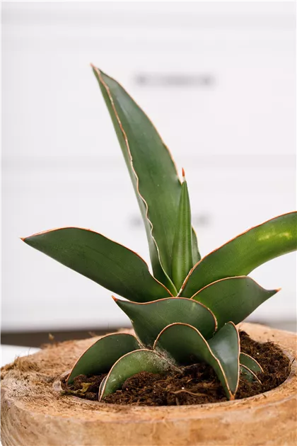 Sansevieria trifasciata, Bogenhanf - Gartenvergnuegen Lochte