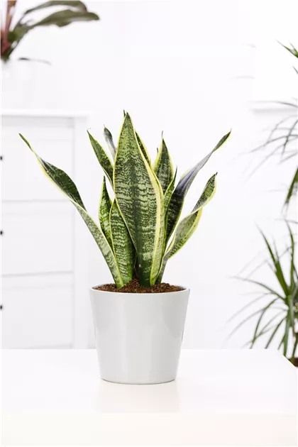 Sansevieria trifasciata, Bogenhanf - Gartenvergnuegen Lochte
