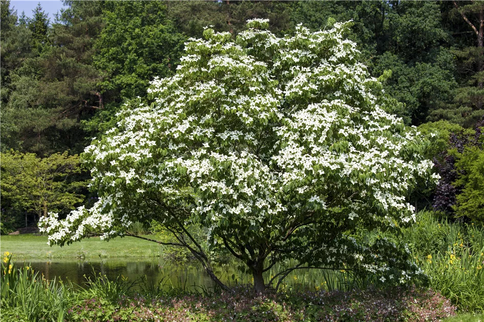 Cornus kousa, Japanischer Blumen-Hartriegel - Gartenvergnuegen Lochte