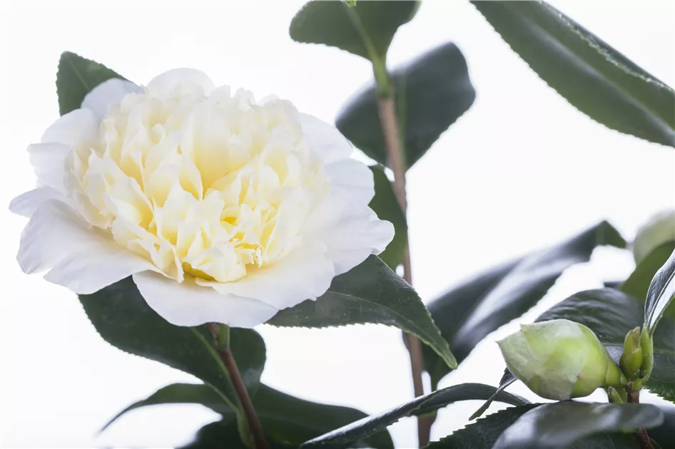 sulen glanzmispel Glanzmispel als Spalierbaum bestellen?
