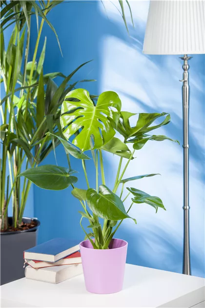 narrow philodendron Philodendron 'Narrow' (27cm pot) main image 1