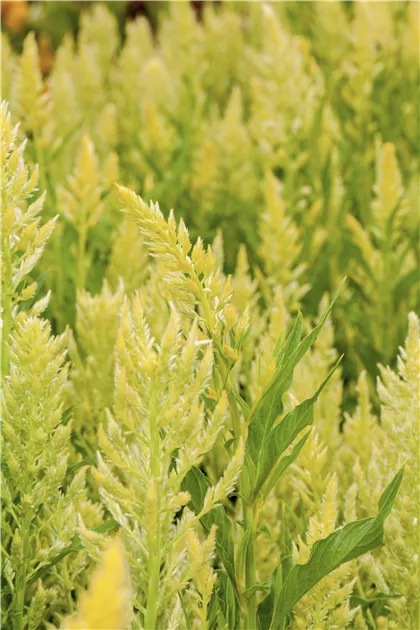 bio erbsen saatgut Bio Erbsen Sprossen Samen (50g)