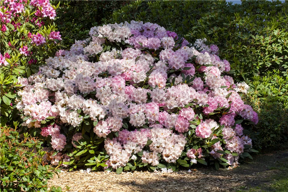 Rhododendron yakushimanum, Yakushima-Rhododendron - Gartenvergnuegen Lochte