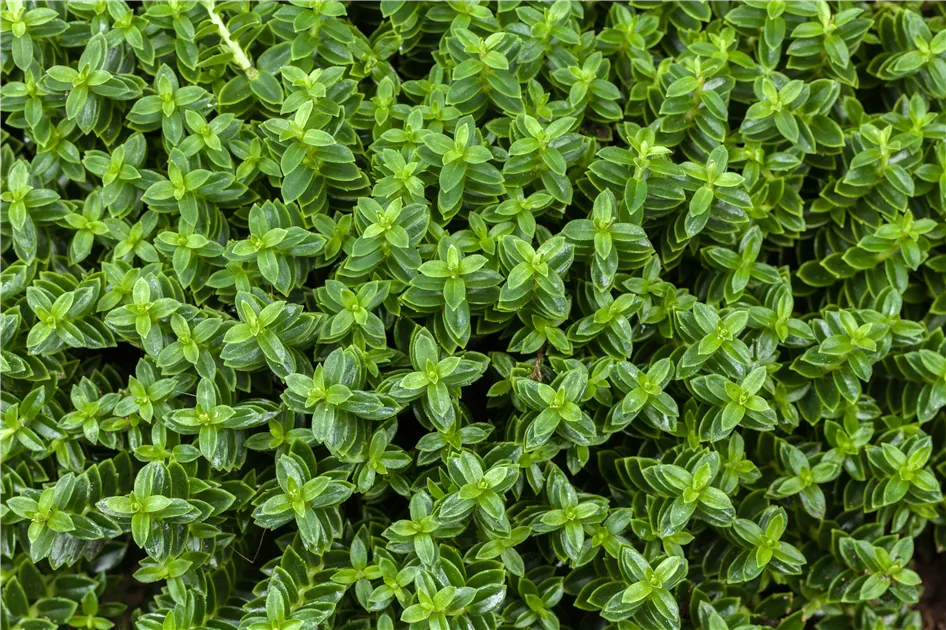 Hebe x andersonii, Strauchveronika - Gartenvergnuegen Lochte