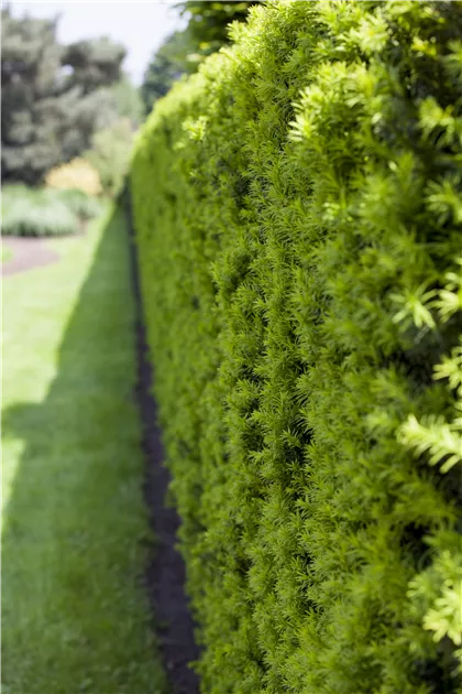 Taxus baccata, Heimische Eibe - Gartenvergnuegen Lochte
