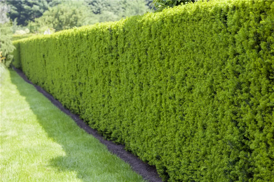 Taxus baccata, Heimische Eibe - Gartenvergnuegen Lochte