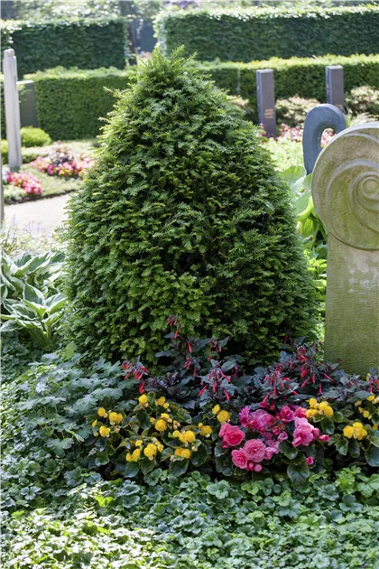 Taxus baccata, Heimische Eibe - Gartenvergnuegen Lochte