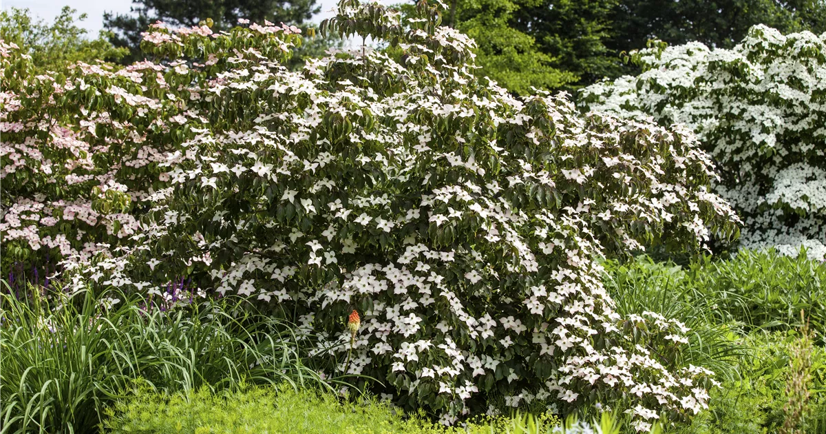 Cornus kousa 'Cappuccino', Japanischer Blumen-Hartriegel 'Cappuccino' -  Gartenvergnuegen Lochte