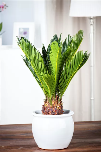 Cycas revoluta, Palmfarn - Gartenvergnuegen Lochte
