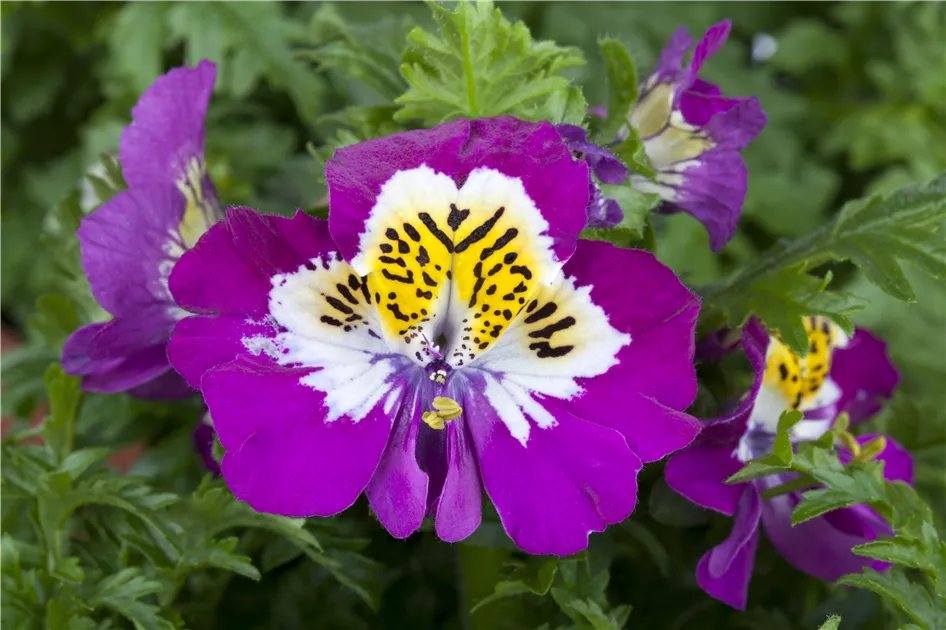 orchideen tattoo schwarz weiß Tatuaggio Orchidea con stelo | Tatuaggi temporanei main image 1