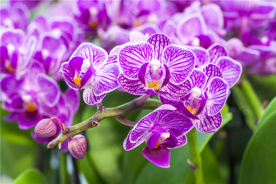 Phalaenopsis multiflora, Kleinblumige Schmetterlingsorchidee -  Gartenvergnuegen Lochte