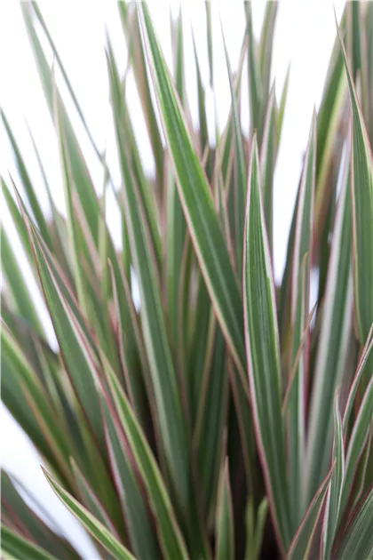 calathea grey star 4