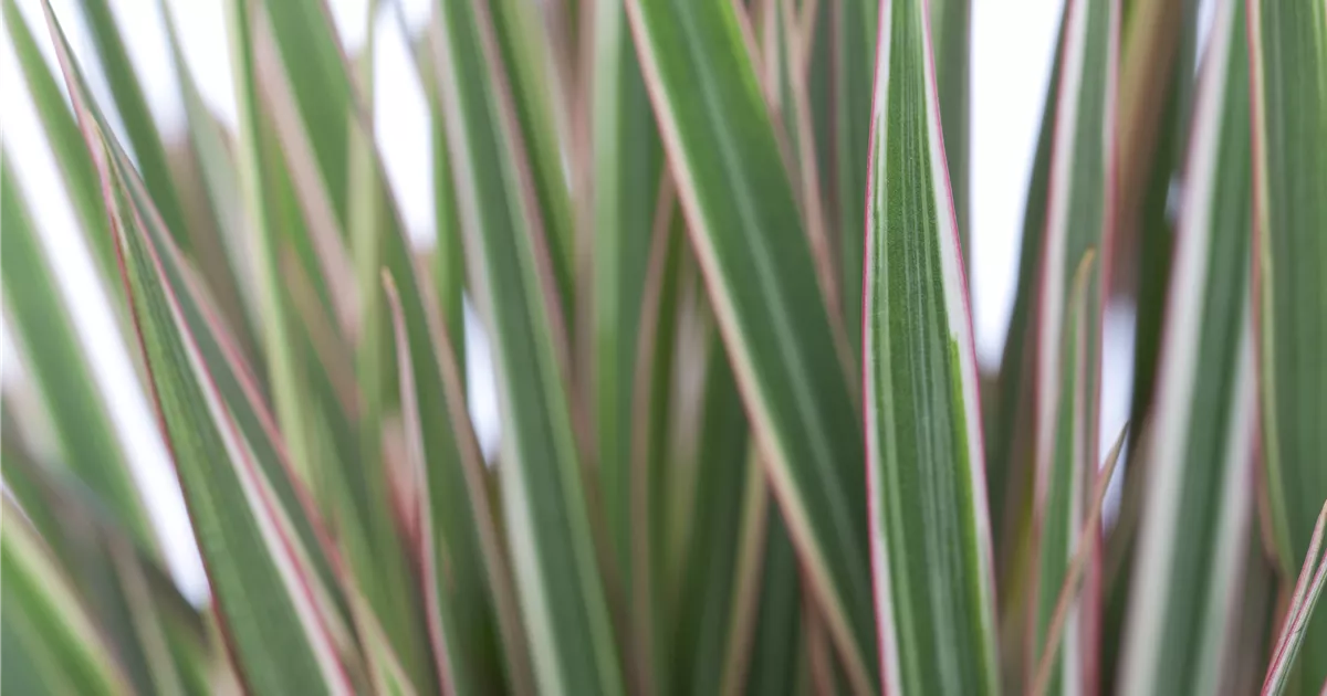 dracaena warneckii pflege Dracaena Warneckei - Dracaena deremensis Warneckei
