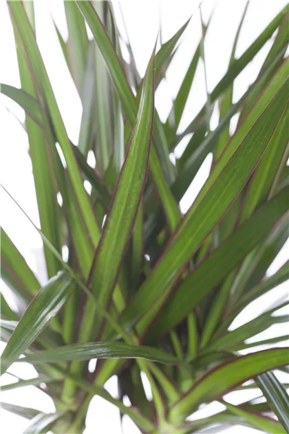 pink philodendron Philodendron 'Pink Princess'