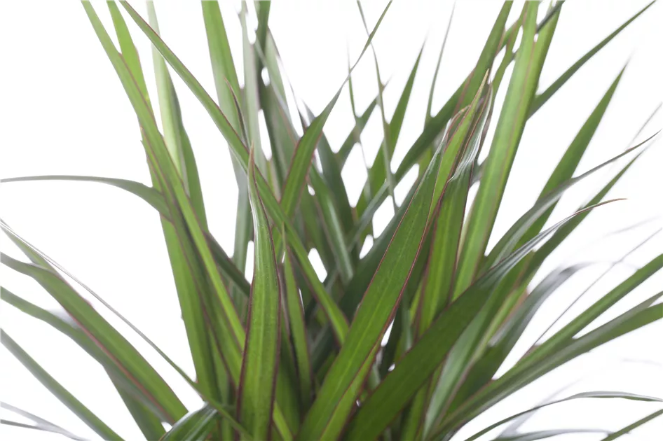 Dracaena marginata, Drachenbaum - Gartenvergnuegen Lochte