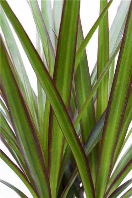 bromelie substrat Tillandsia Antonio main image 0