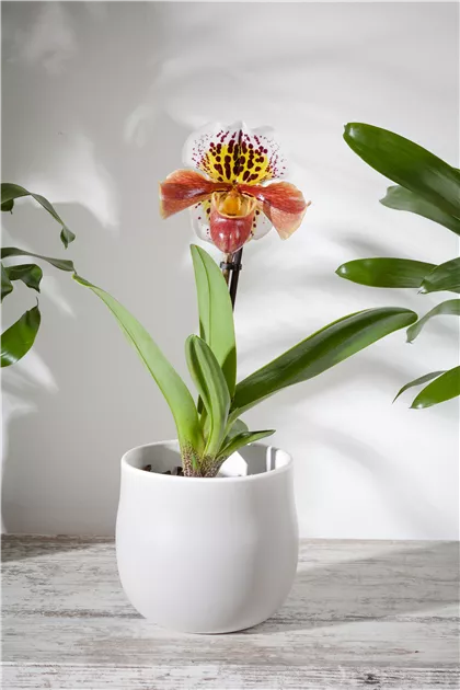 Paphiopedilum, Frauenschuh - Gartenvergnuegen Lochte