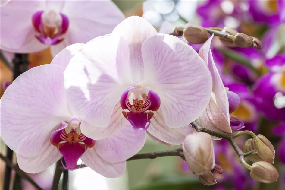saatgut essbare blten Blumenmischung Essbare Blten