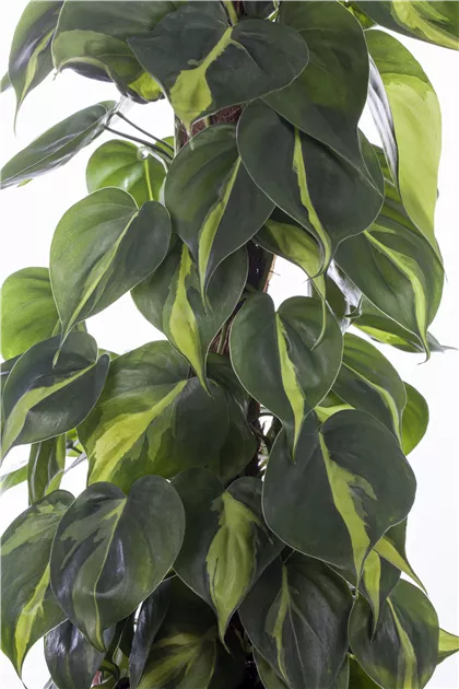 Philodendron scandens, Philodendron - Gartenvergnuegen Lochte