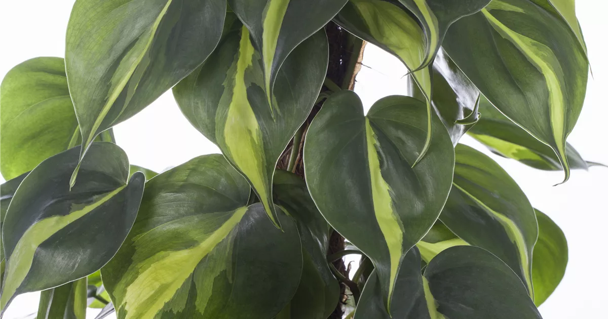 vorhang efeu Fotogardine 