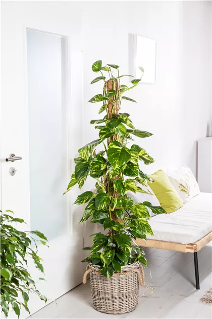 philodendron summer Philodendron Summer Glory Medium Sized Plant With Pot – vridhigarden main image 0