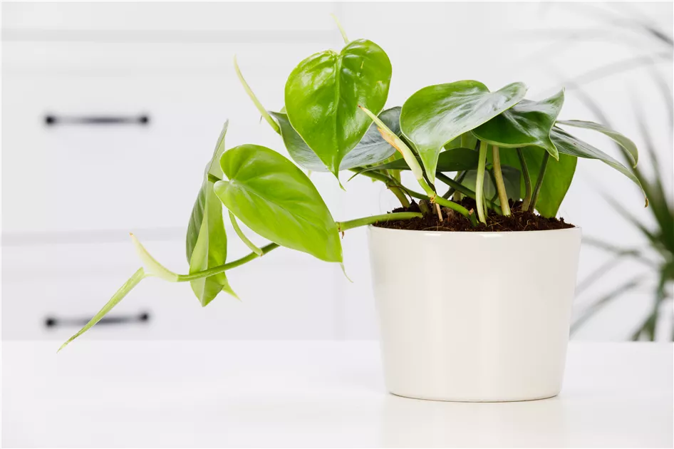 Philodendron scandens, Philodendron - Gartenvergnuegen Lochte