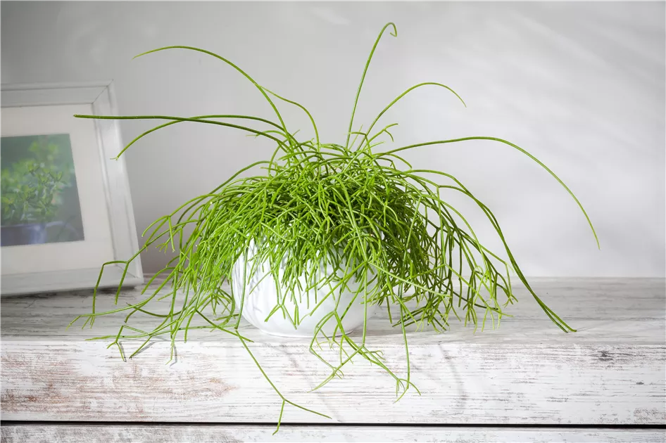 Rhipsalis baccifera, Binsenkaktus - Gartenvergnuegen Lochte