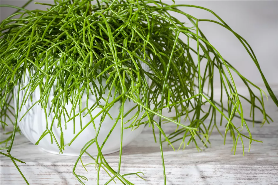 Rhipsalis baccifera, Binsenkaktus - Gartenvergnuegen Lochte