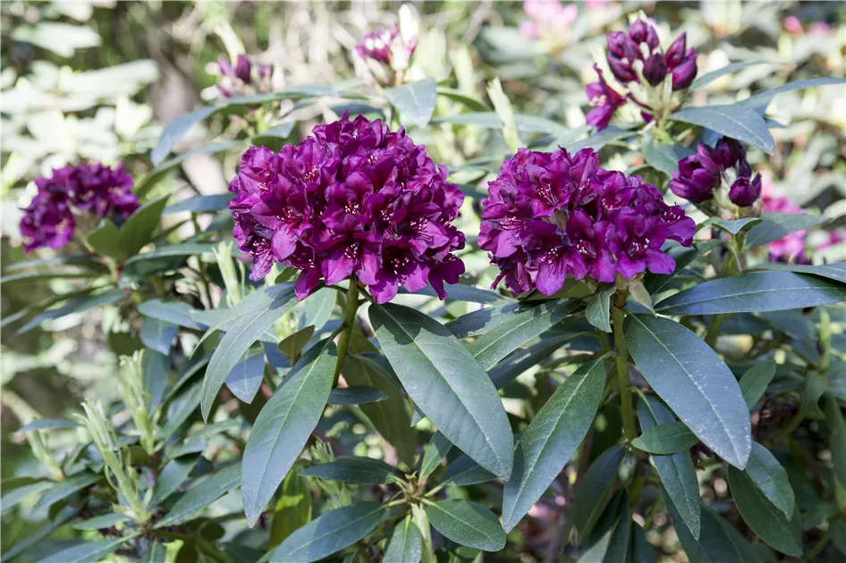 Rhododendron Hybride (groblumig), Groblumige Rhododendron -  Gartenvergnuegen Lochte