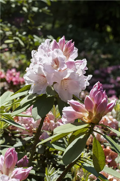 Rhododendron Hybride (groblumig), Groblumige Rhododendron -  Gartenvergnuegen Lochte
