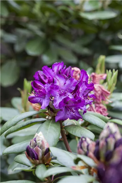 Rhododendron Hybride (groblumig), Groblumige Rhododendron -  Gartenvergnuegen Lochte