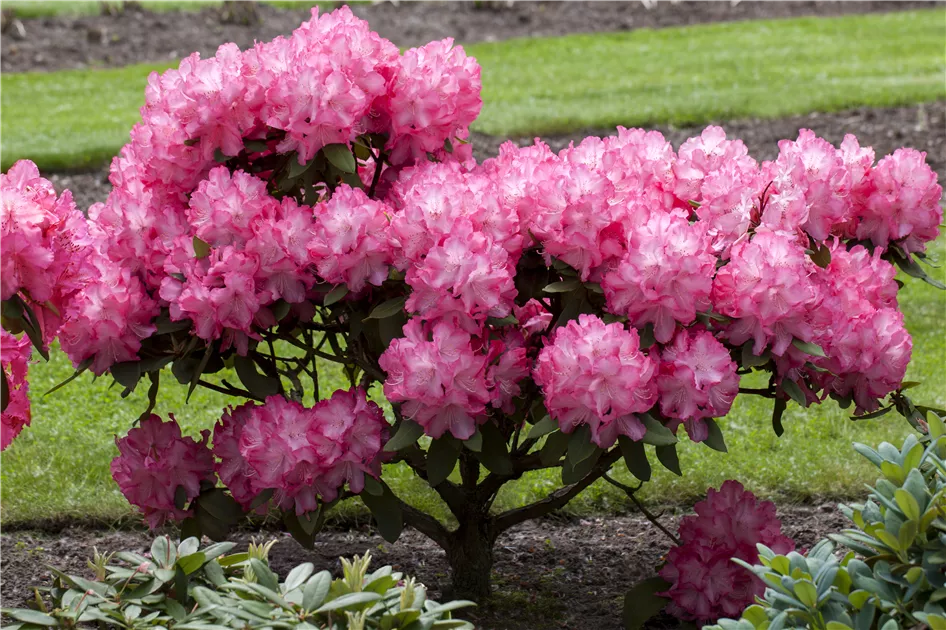 Rhododendron Hybride (groblumig), Groblumige Rhododendron -  Gartenvergnuegen Lochte