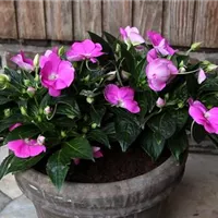 Edellieschen - Einpflanzen in ein Gefäß (1).jpg